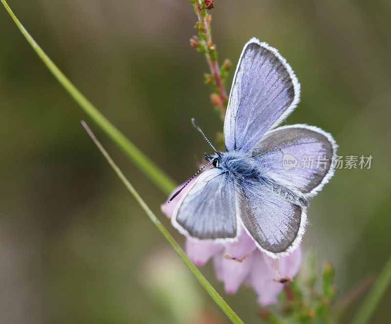 银色的蓝蝴蝶(Plebejus argus)雄性